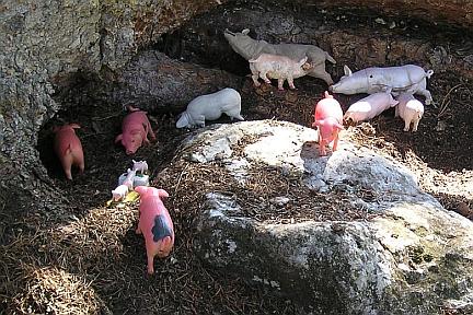  vergrößern / ingrandire 