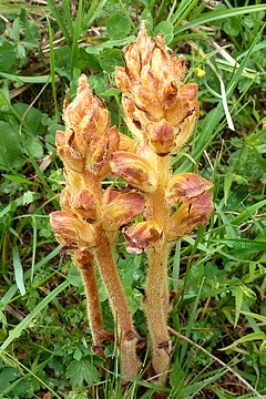  vergrößern / ingrandire 