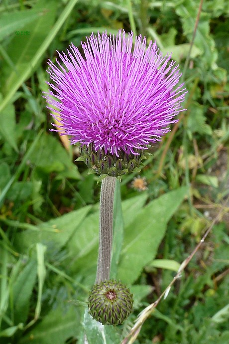 verkleinern / rimpicciolire 