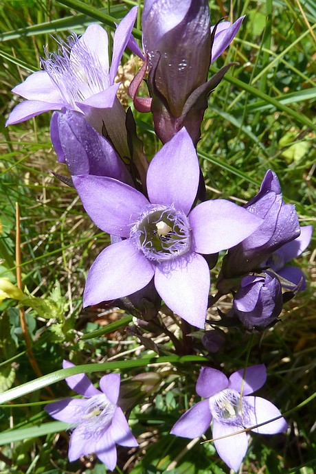 verkleinern / rimpicciolire 