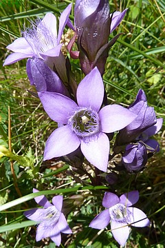  vergrößern / ingrandire 