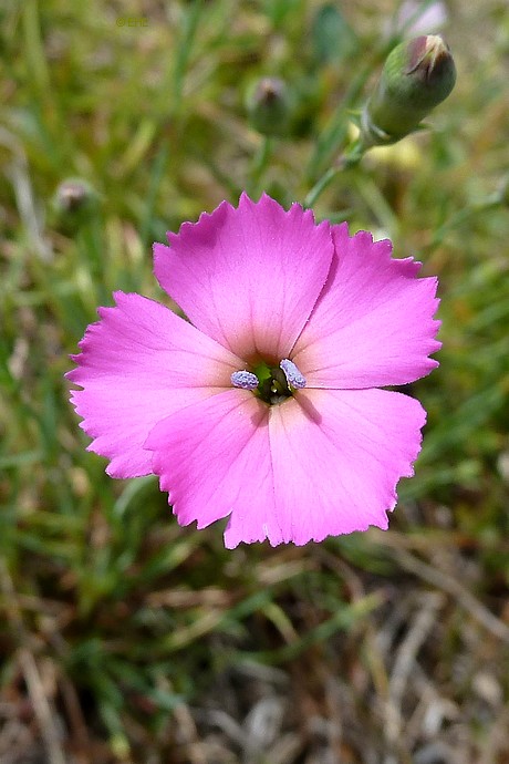 verkleinern / rimpicciolire 