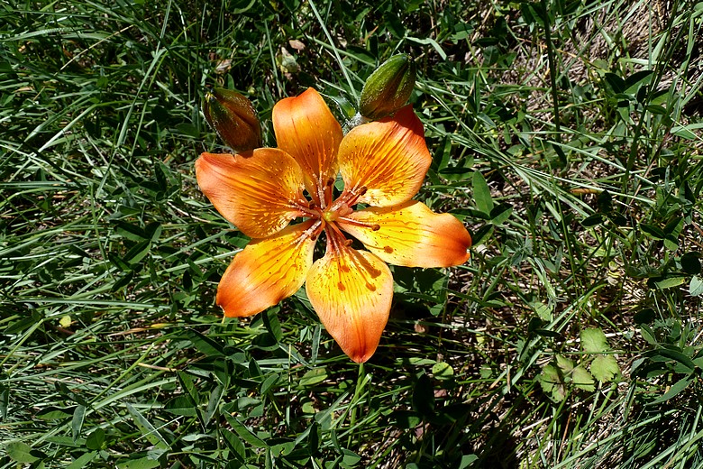  verkleinern / rimpicciolire 