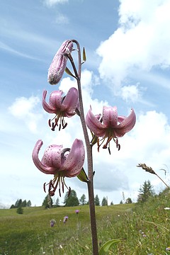  vergrößern / ingrandire 
