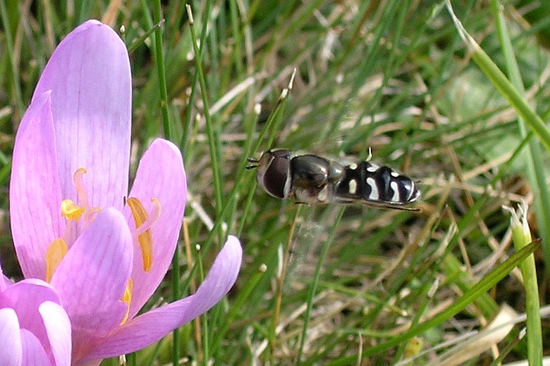  "Biene 2"  Klick: > "Schmetterling 1" 