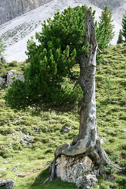  vergrößern / ingrandire 