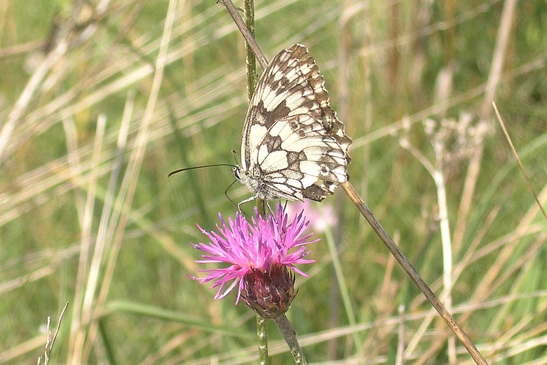  "schmetterling 1"  Klick: > "schmetterling 2" 
